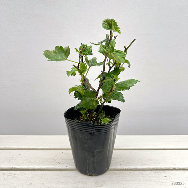 カジイチゴ：みずほのさち4号ポット