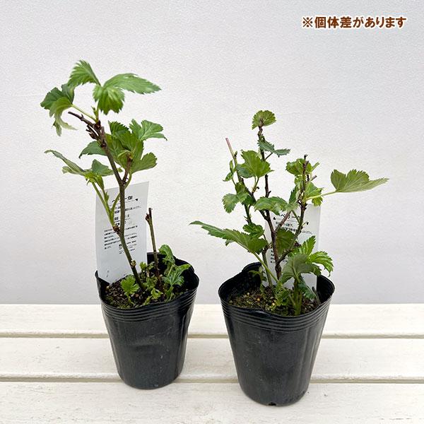 カジイチゴ：みずほのさち4号ポット