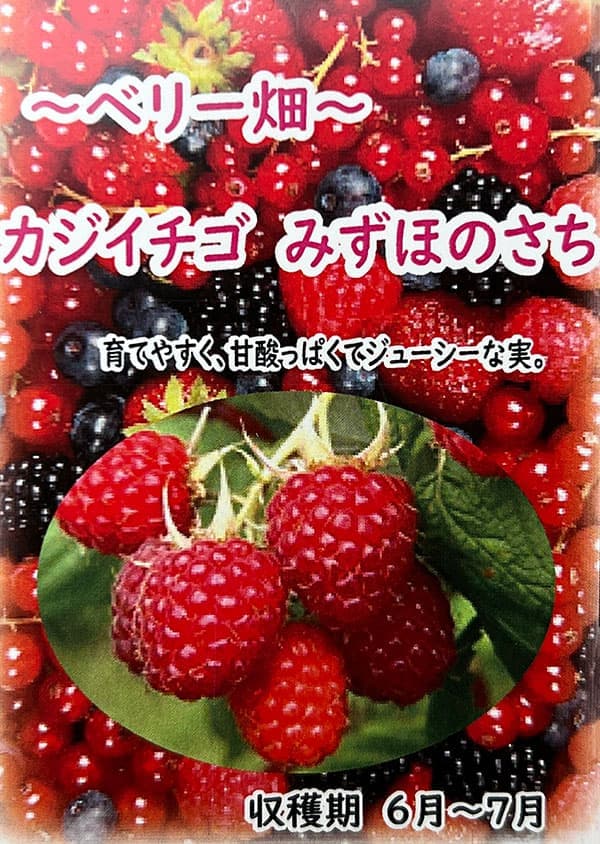 カジイチゴ：みずほのさち4号ポット