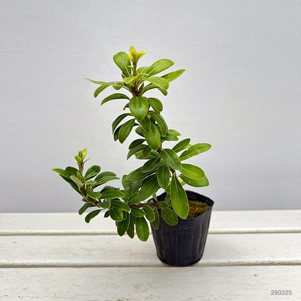 トベラ：ナナ3号ポット