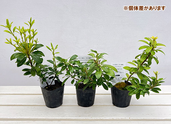 トベラ：ナナ3号ポット