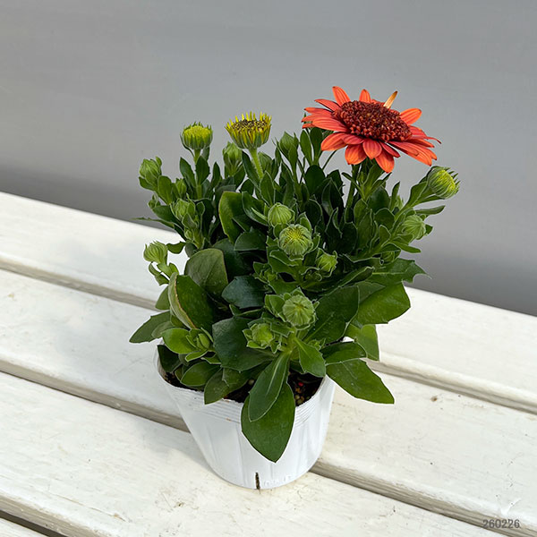 オステオスペルマム（ダブル）：３Dオレンジ3.5号ポット