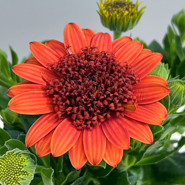 オステオスペルマム（ダブル）：３Dオレンジ3.5号ポット