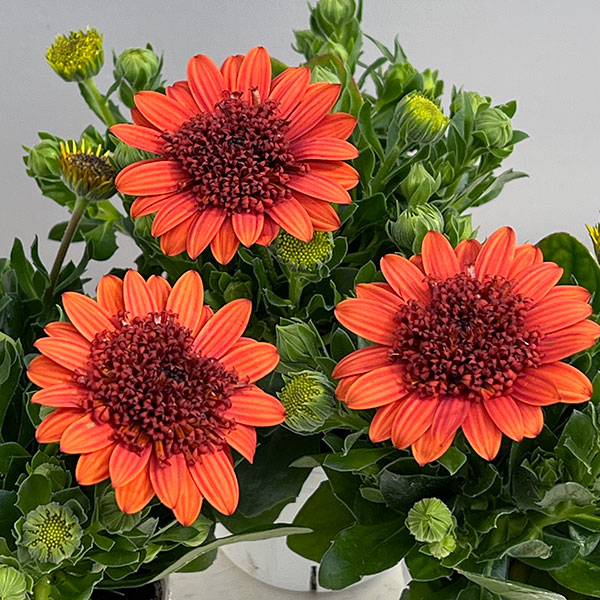 オステオスペルマム（ダブル）：３Dオレンジ3.5号ポット