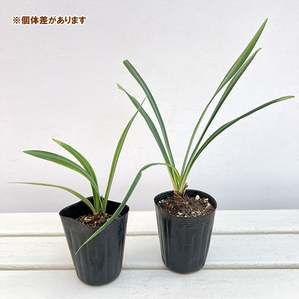 ヒガンバナ　彼岸花　黄覆輪斑　５号鉢つき　超斑入り❗　① 園芸ネット本店｜ヒガンバナ（彼岸花・リコリス）：黒花八重咲き 黒 その他観葉植物