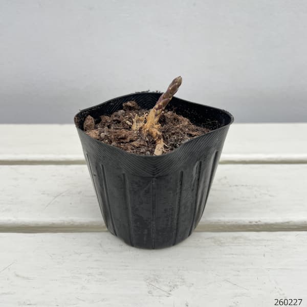 アスパラガス:紫アスパラ スイートパープル3号ポット