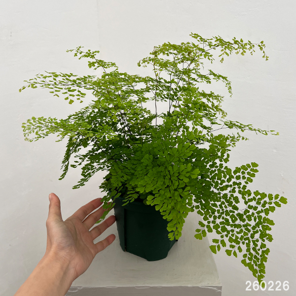 アジアンタム：ミクロフィラム　5号鉢植え