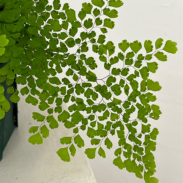 アジアンタム：ミクロフィラム　5号鉢植え