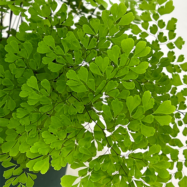 アジアンタム：ミクロフィラム　5号鉢植え