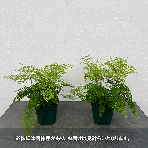 アジアンタム：ミクロフィラム　5号鉢植え