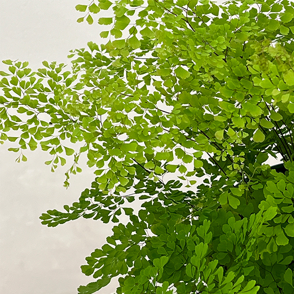 アジアンタム：ミクロフィラム　5号鉢植え