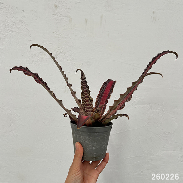 クリプタンサス：リサ ビンザント　３号ポット