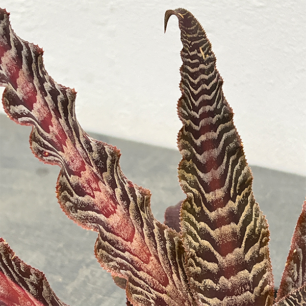 クリプタンサス：リサ ビンザント　３号ポット