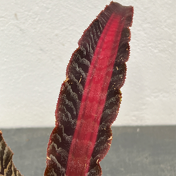 クリプタンサス：リサ ビンザント　３号ポット