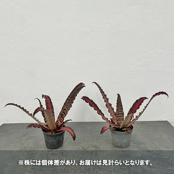 クリプタンサス：リサ ビンザント　３号ポット