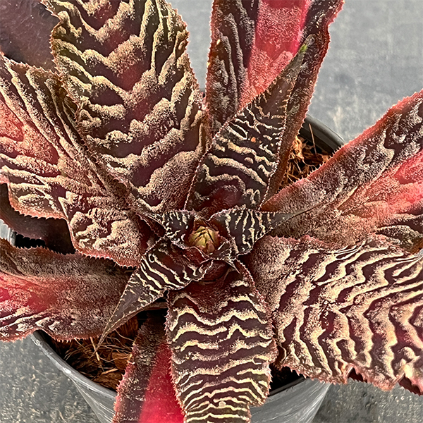 クリプタンサス：リサ ビンザント　３号ポット