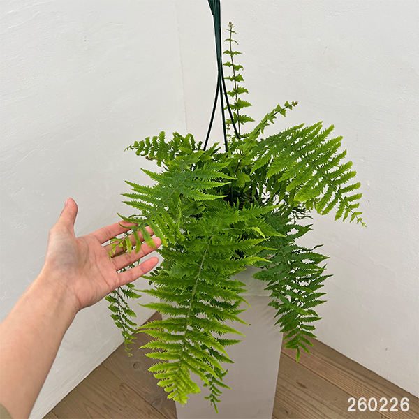 ゴニオフレビウム：ナイティ　5号吊り鉢