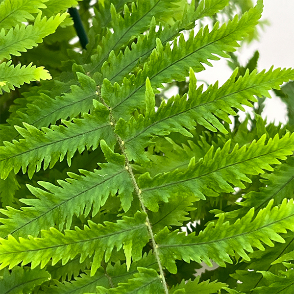 ゴニオフレビウム：ナイティ　5号吊り鉢