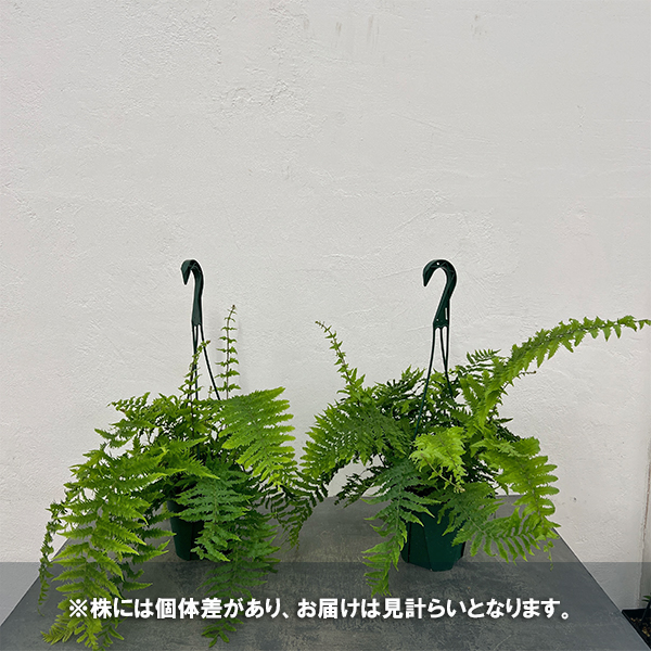 ゴニオフレビウム：ナイティ　5号吊り鉢