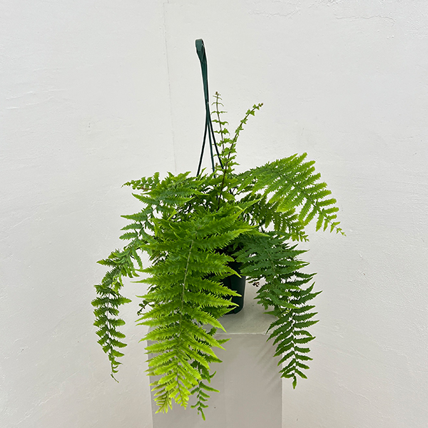 ゴニオフレビウム：ナイティ　5号吊り鉢