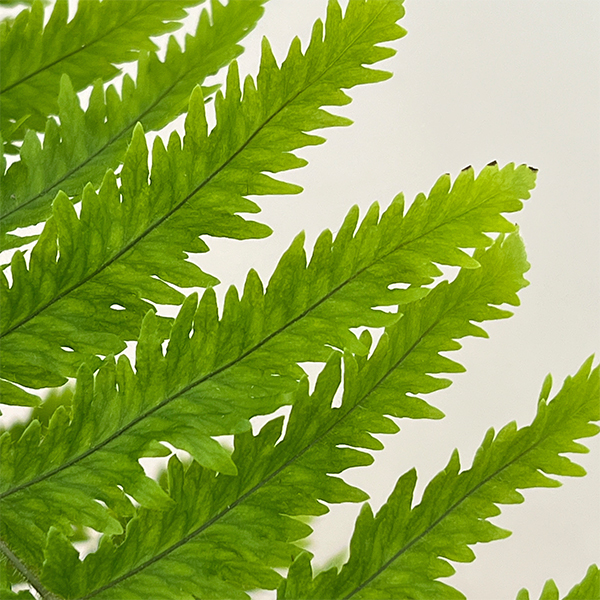 ゴニオフレビウム：ナイティ　5号吊り鉢