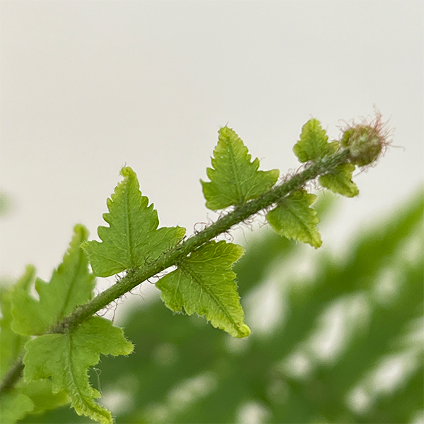 ゴニオフレビウム：ナイティ　5号吊り鉢