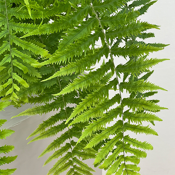 ゴニオフレビウム：ナイティ　5号吊り鉢