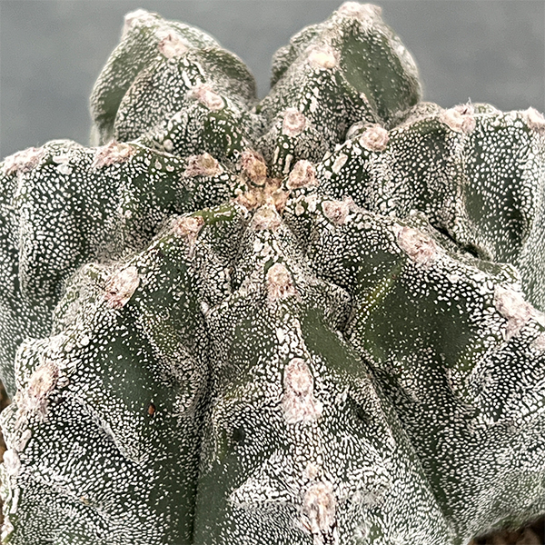 サボテン：ランポー玉（らんぽうぎょく）4号26-01