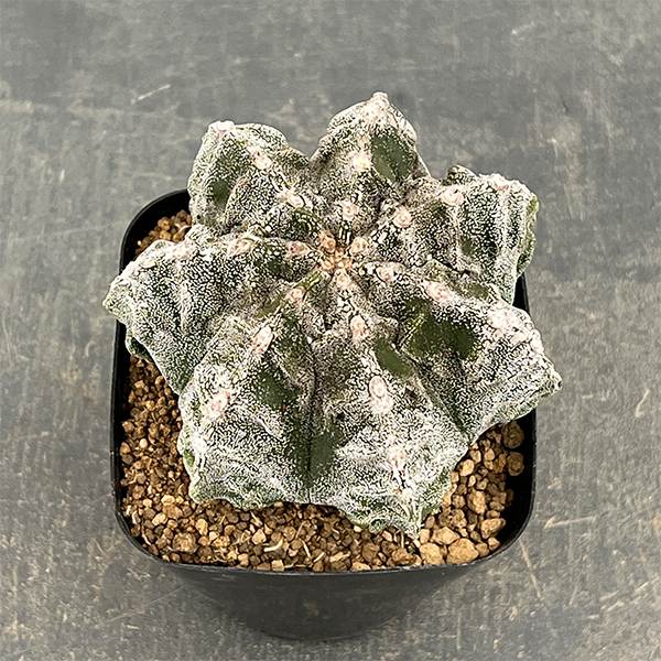 サボテン：ランポー玉（らんぽうぎょく）4号26-01