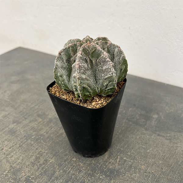 サボテン：ランポー玉（らんぽうぎょく）4号26-01