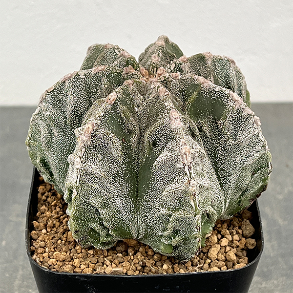 サボテン：ランポー玉（らんぽうぎょく）4号26-01