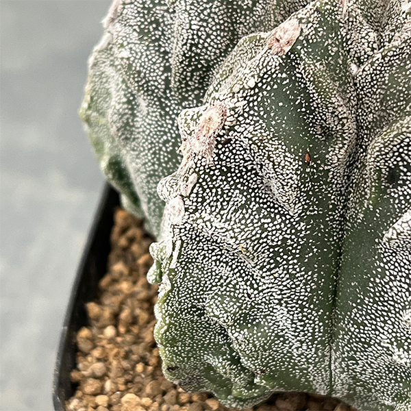 サボテン：ランポー玉（らんぽうぎょく）4号26-01