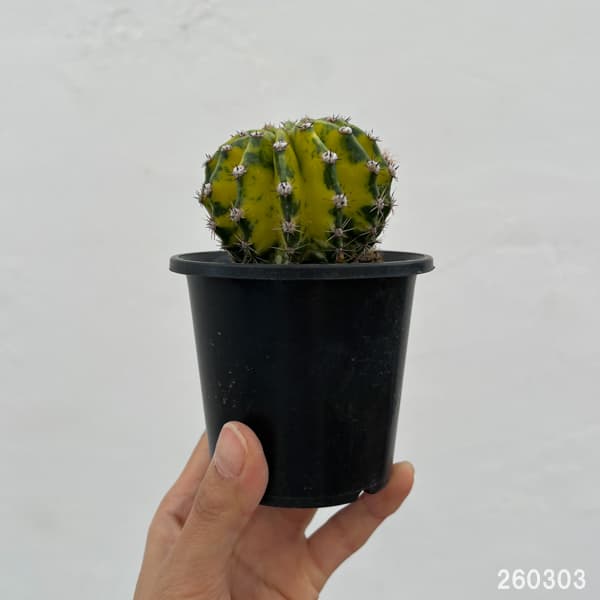 エキノプシス：世界の図　3号26-01