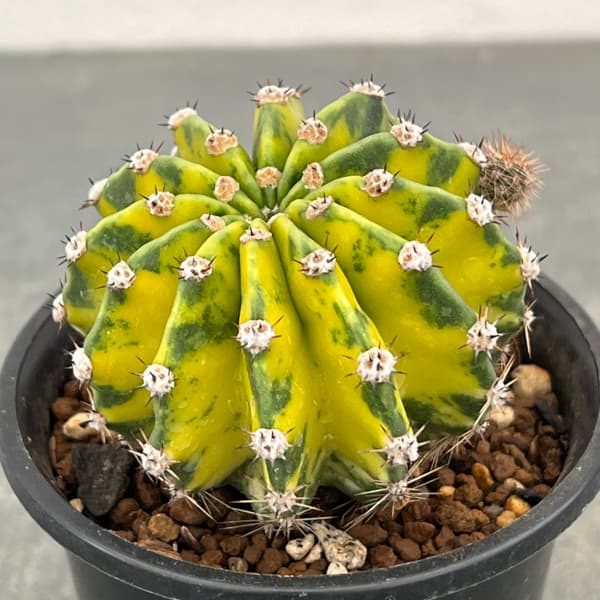 エキノプシス：世界の図　3号26-01