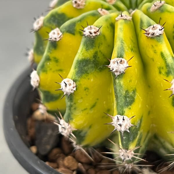 エキノプシス：世界の図　3号26-01