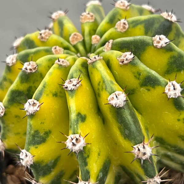 エキノプシス：世界の図　3号26-01