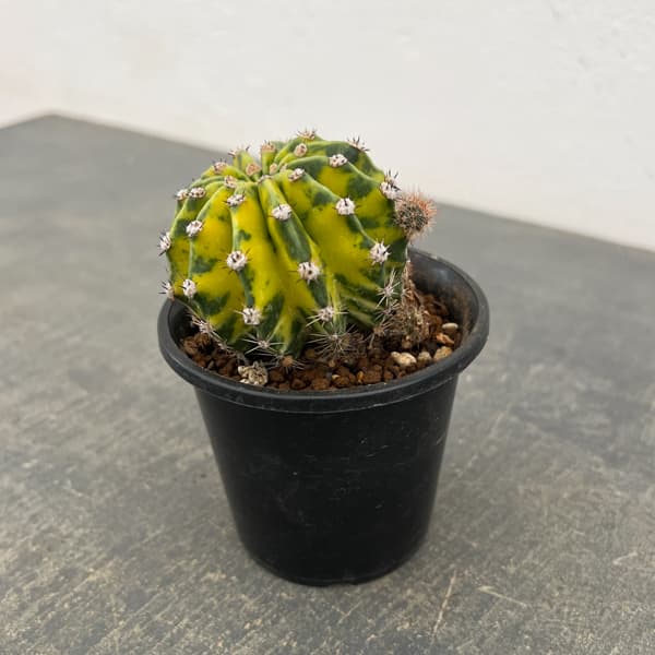 エキノプシス：世界の図　3号26-01