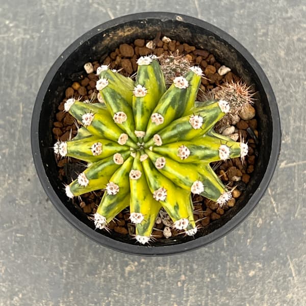 エキノプシス：世界の図　3号26-01