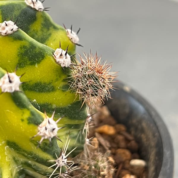 エキノプシス：世界の図　3号26-01