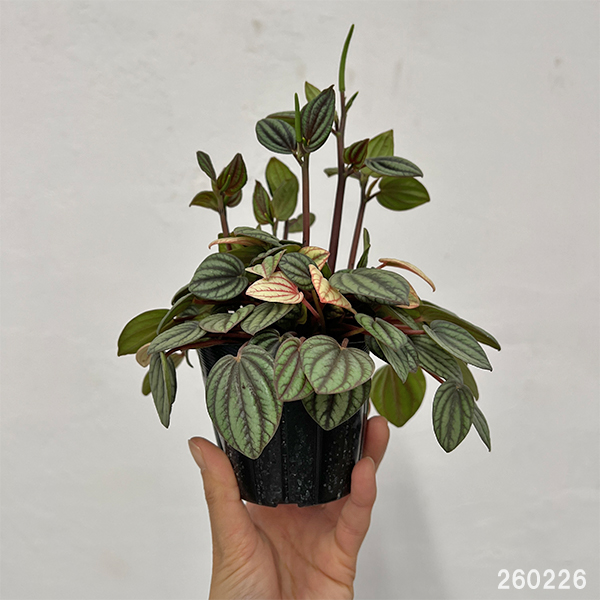 ぺぺロミア：ペッパーミル3号ポット26-01