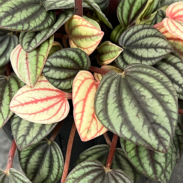 ぺぺロミア：ペッパーミル3号ポット26-01