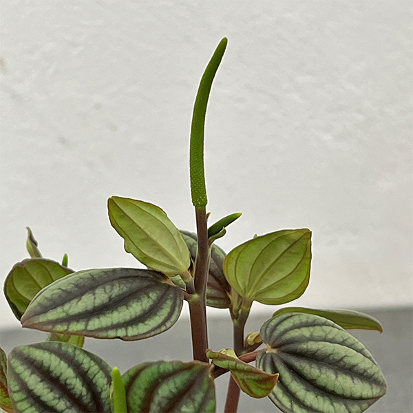 ぺぺロミア：ペッパーミル3号ポット26-01