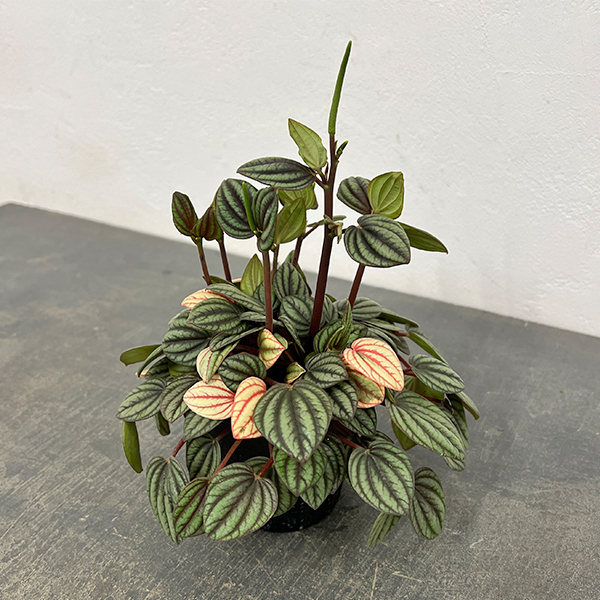 ぺぺロミア：ペッパーミル3号ポット26-01