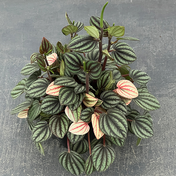 ぺぺロミア：ペッパーミル3号ポット26-01