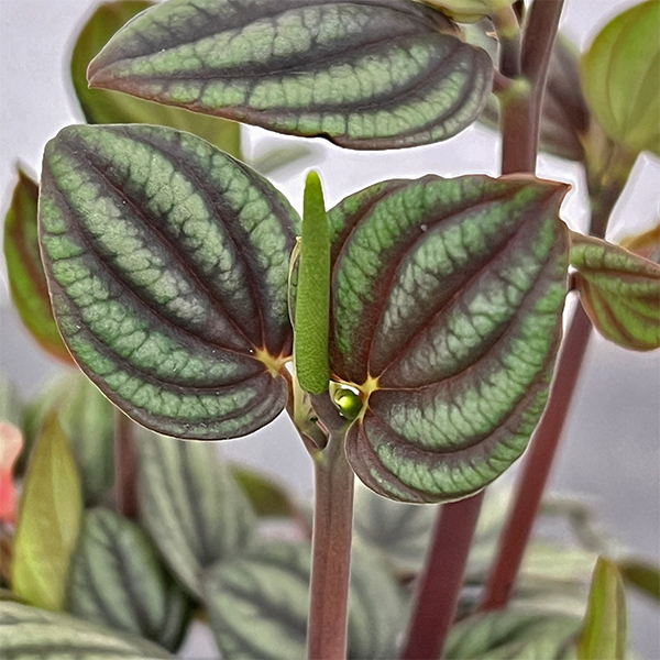 ぺぺロミア：ペッパーミル3号ポット26-01