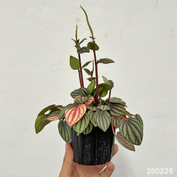 ぺぺロミア：ペッパーミル3号ポット26-02