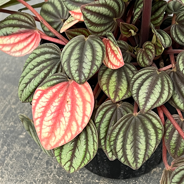 ぺぺロミア：ペッパーミル3号ポット26-02