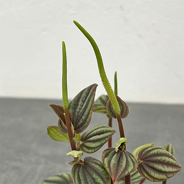 ぺぺロミア：ペッパーミル3号ポット26-02