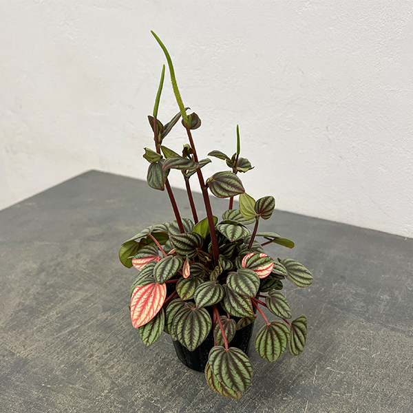 ぺぺロミア：ペッパーミル3号ポット26-02