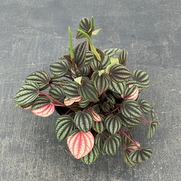 ぺぺロミア：ペッパーミル3号ポット26-02